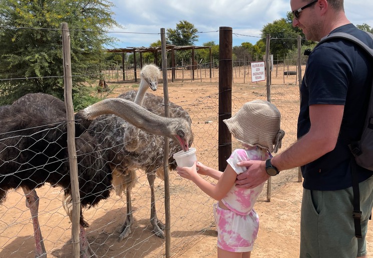 Struisvogelboerderij in Oudtshoorn, Zuid-Afrika