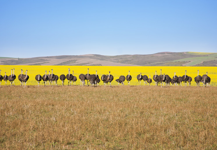 Struisvogels op pad in Zuid-Afrika