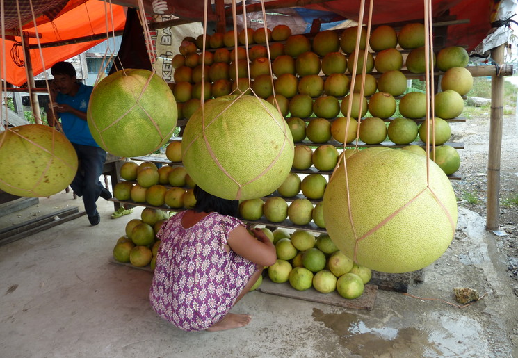 Sulawesi-Makassar-tussen de vruchten_1