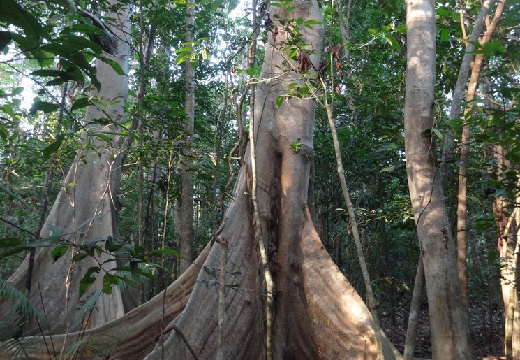 Sulawesi-Tangkoko park-boomwortels3_1