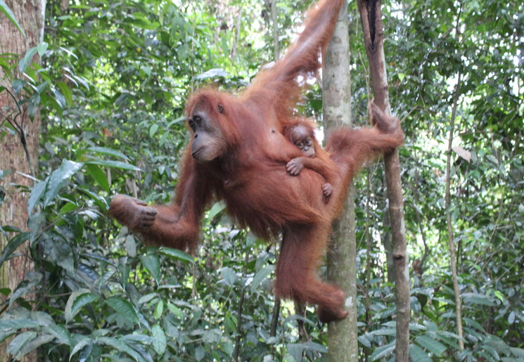 Moeder en kind orang-oetan in Bukit Lawang