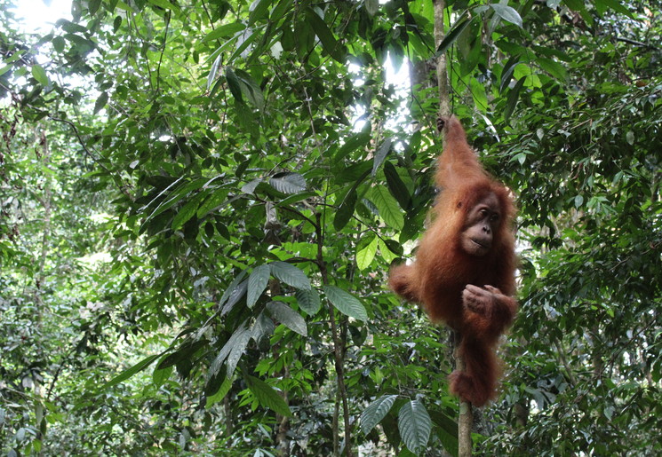 Orang Oetans en meer op Sumatra