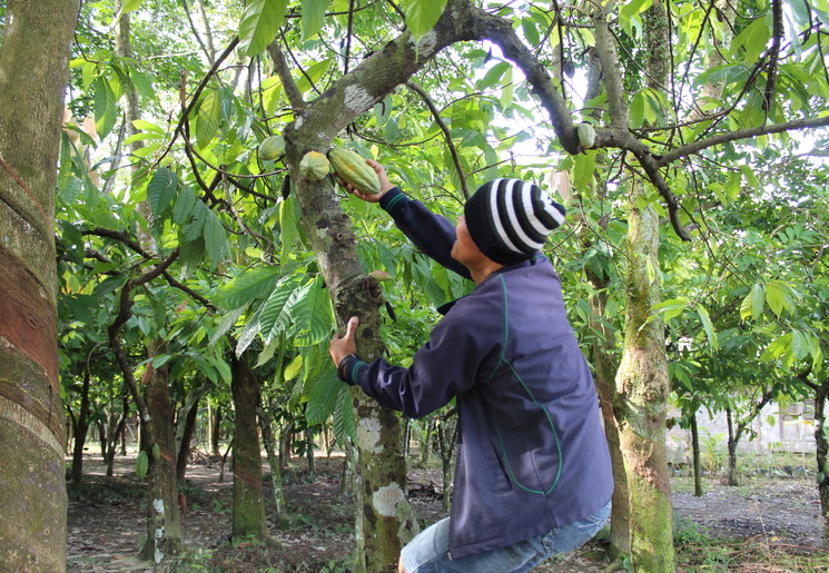 Een gids klimt in een boom om een vrucht te pakken in Bukit Lawang