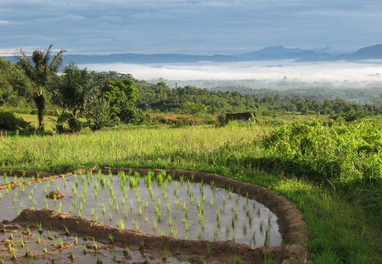 Sumatra-Sipirok-Rijstvelden_1_405885