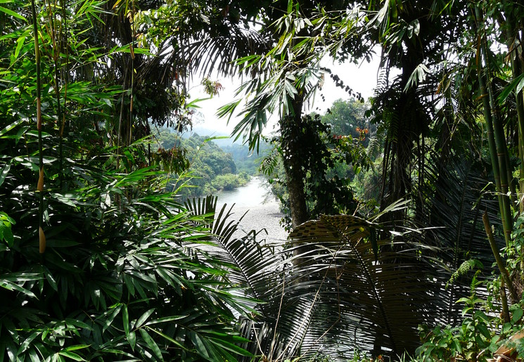 Trekking maken door de prachtige natuur van Tangkahan