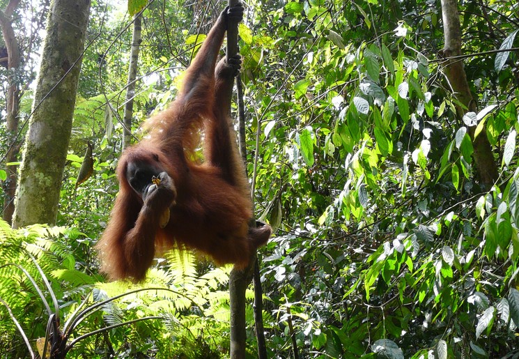 Sumatra-Tangkahan-orang oetan_1