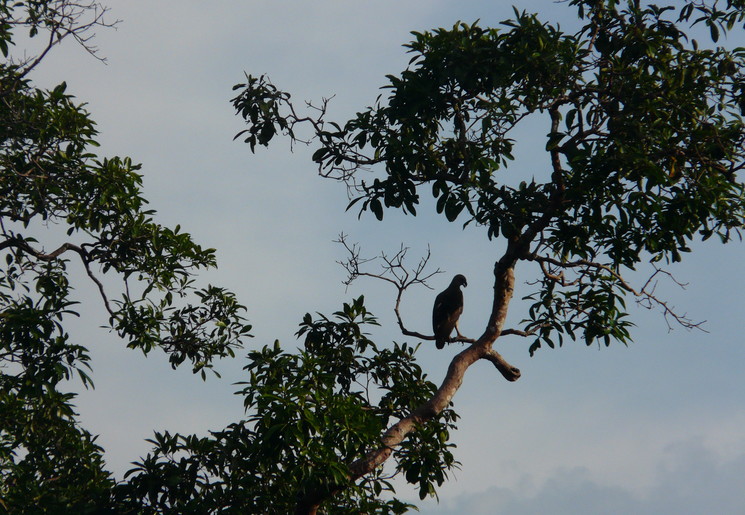 Sumatra-Way-Kambas-Vogel_1_393351