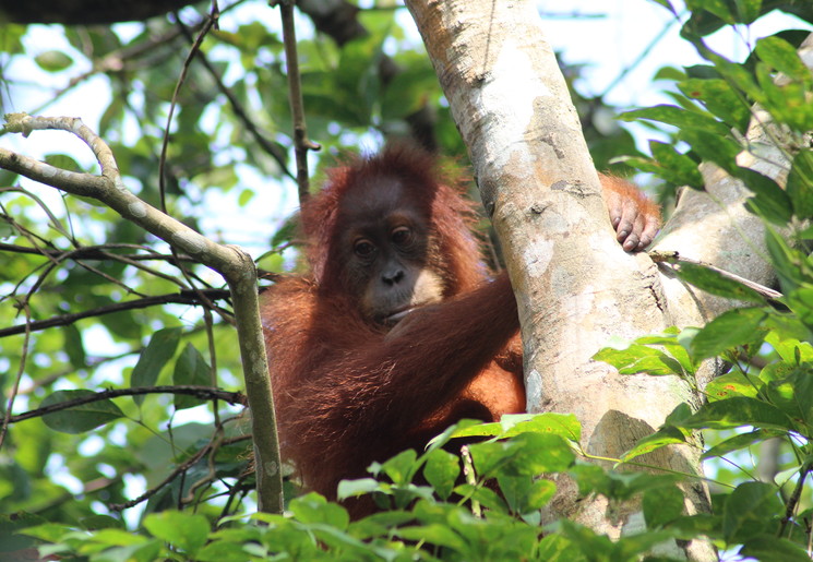 Zie orang oetans in de jungle van Sumatra