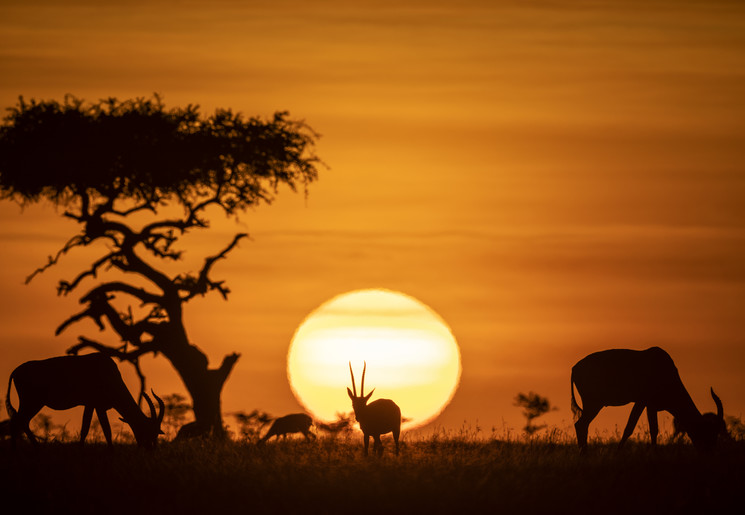 Op safari in Kenia!