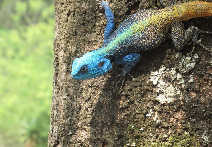 Gekleurde reptielen in eSwatini, Swaziland