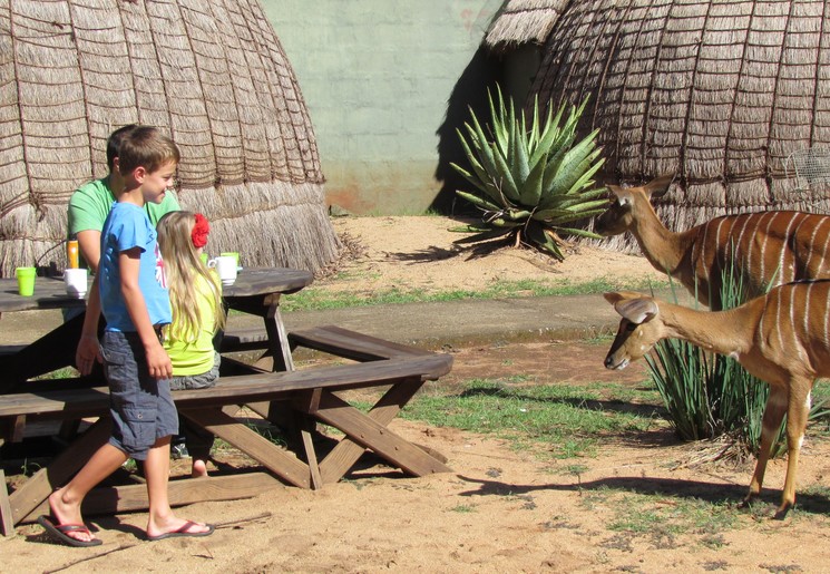 Antilopen familie bij de Rest Camp