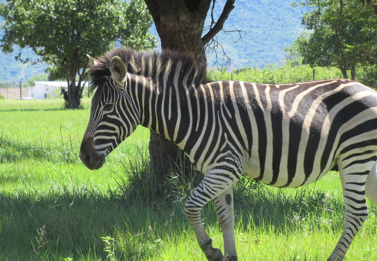 b51ab8e1-e94c-441a-811b-3fe58961d894