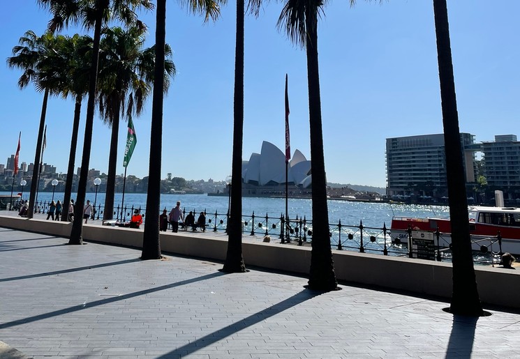 Palmbomen Australië Sydney Opera House en water op de achtergrond