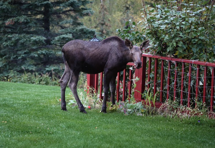 Eland in een tuin in Talkeetna, Alaska, Amerika Eland in een tuin in Talkeetna, Alaska, Amerika