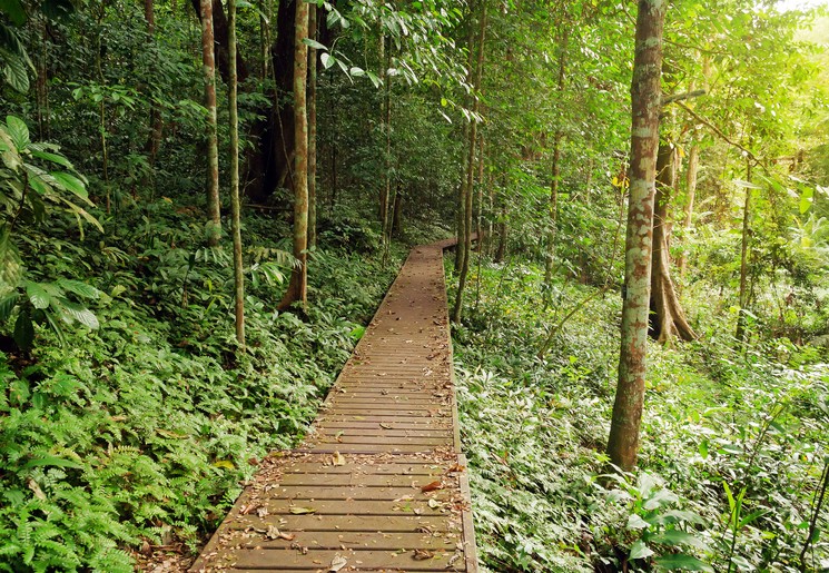 TamanNegara-vlonder-voetpad-langs-heuvel