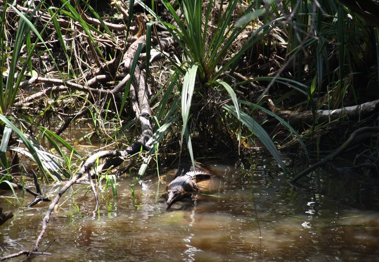 Wilde dieren in Tanjung Puting National Park