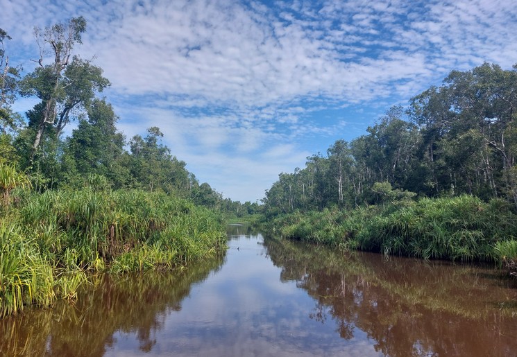 Varen in Tanjung Puting NP, Kalimantan