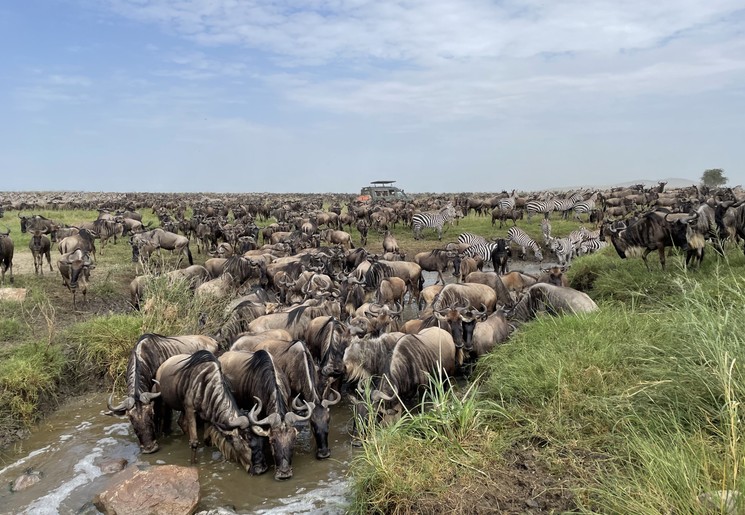 Zie de migratie op de Serengeti in Tanzania Zie de migratie op de Serengeti in Tanzania