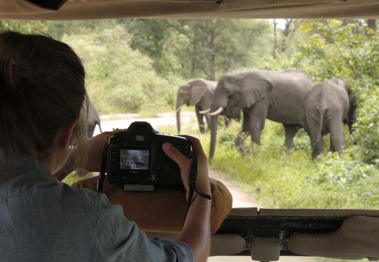 Olifanten fotograferen vanuit de safariauto in Tanzania