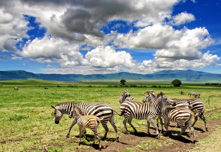 Zebra's en gnoes in de ngorongoro krater