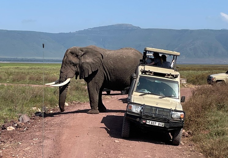 Olifant tijdens de safari Olifant tijdens de safari