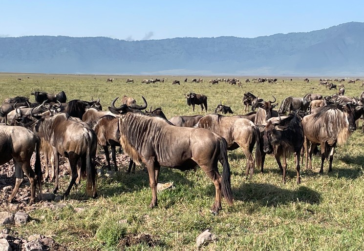 Gnoes in de Ngorongoro krater Gnoes in de Ngorongoro krater