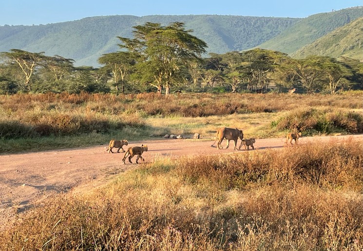Tanzania Ngorongoro krater leeuwen Tanzania Ngorongoro krater leeuwen