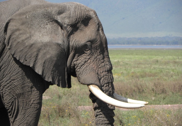 olifant in de Ngororongoro Krater, Tanzania olifant in de Ngororongoro Krater, Tanzania