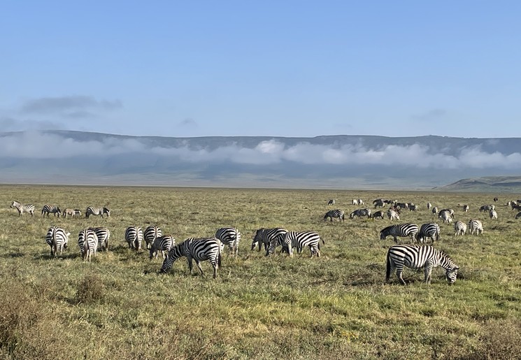 Tanzanina Ngorongoro Safari Tanzanina Ngorongoro Safari