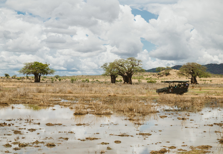 safari en baobabbomen in Ruaha National Park, Tanzania safari en baobabbomen in Ruaha National Park, Tanzania