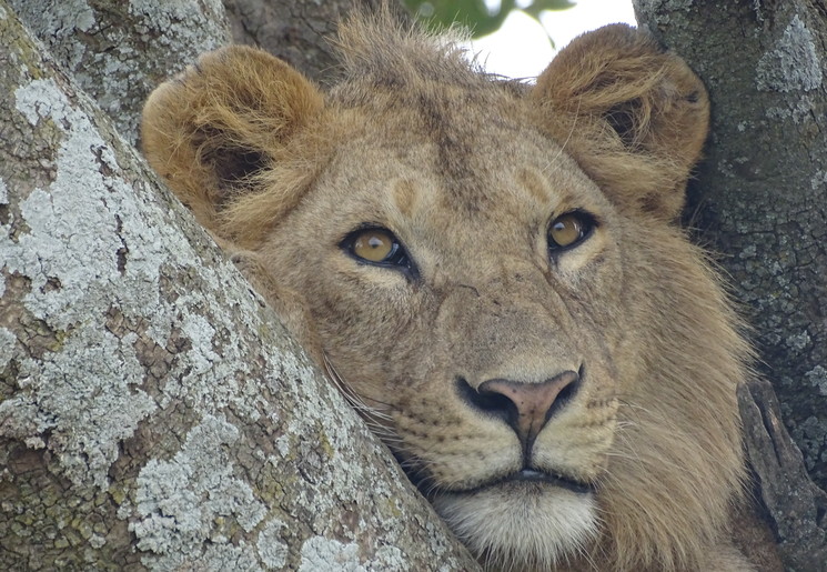 Leeuw in de boom