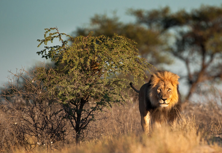 Leeuwen spotten in de Serengeti in Tanzania