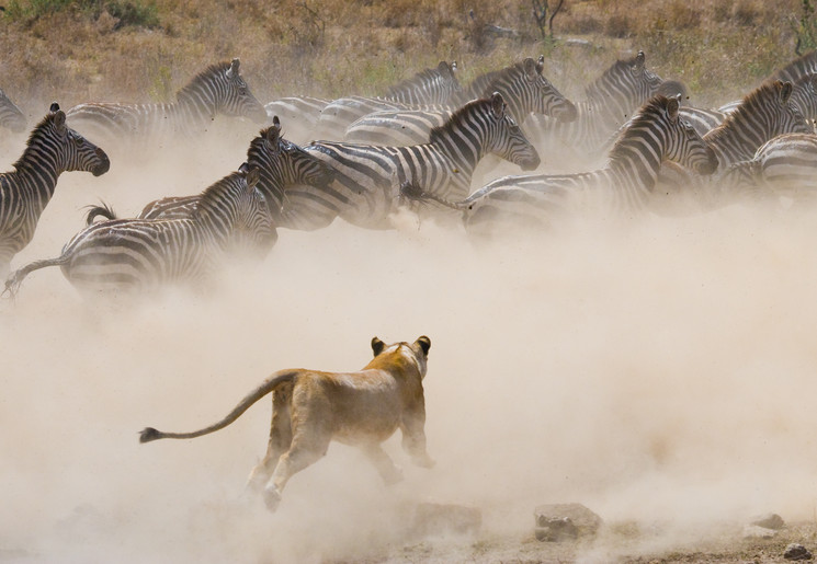 Een leeuw schiet in de aanval op de Serengeti, Tanzania Een leeuw schiet in de aanval op de Serengeti, Tanzania
