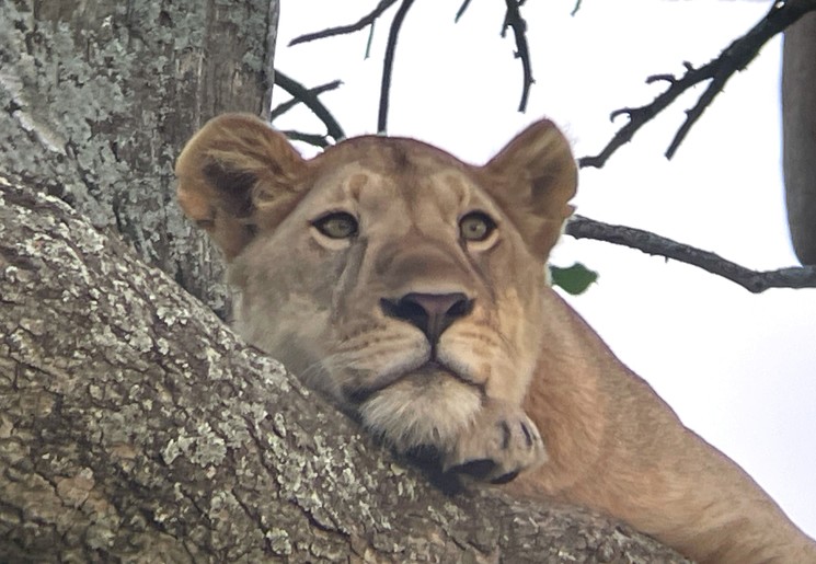 Boomklimmende leeuwen in de Serengeti