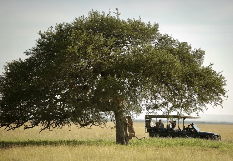 Leeuw naar prooi in de bomen in het Serengeti National Park, Tanzania