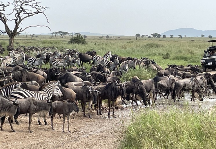 migratie op de savannes, Tanzania