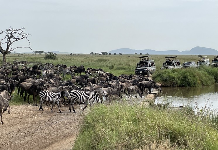 Migratie in Tanzania, Serengeti Migratie in Tanzania, Serengeti