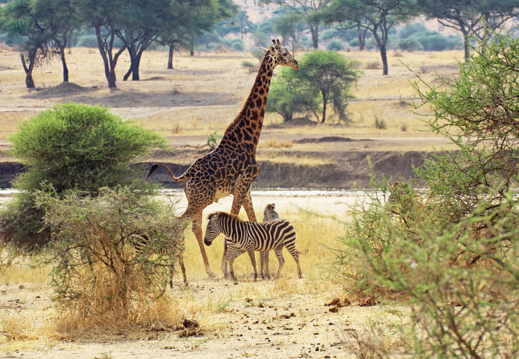 Giraffes en zebra's spotten tijdens jullie familiesafari in Tanzania