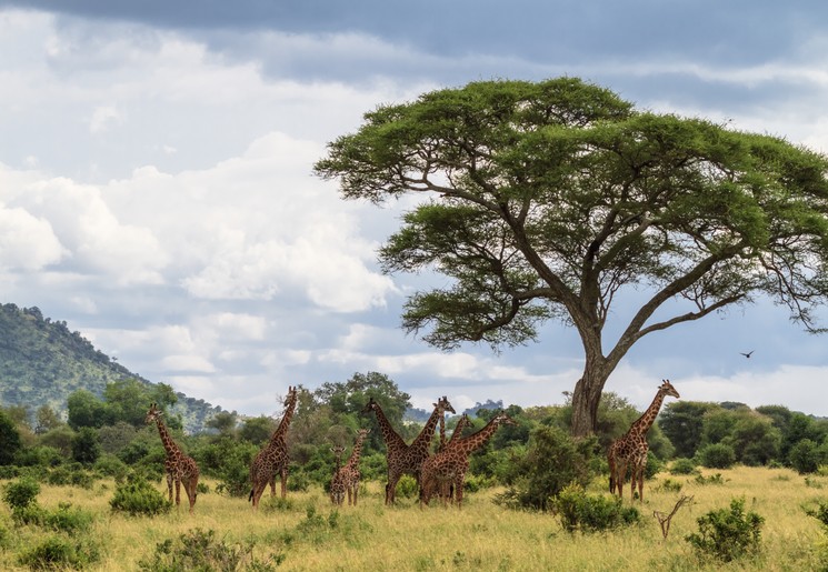 Tanzania Giraffe