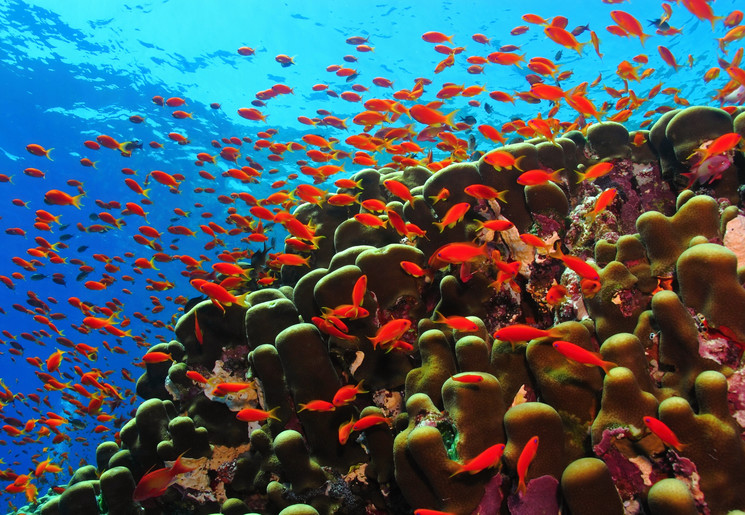 Mooie onderwaterwereld voor de kust van Zanzibar