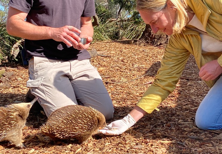 Tasmanië Bonorong Wildlife Sanctuary