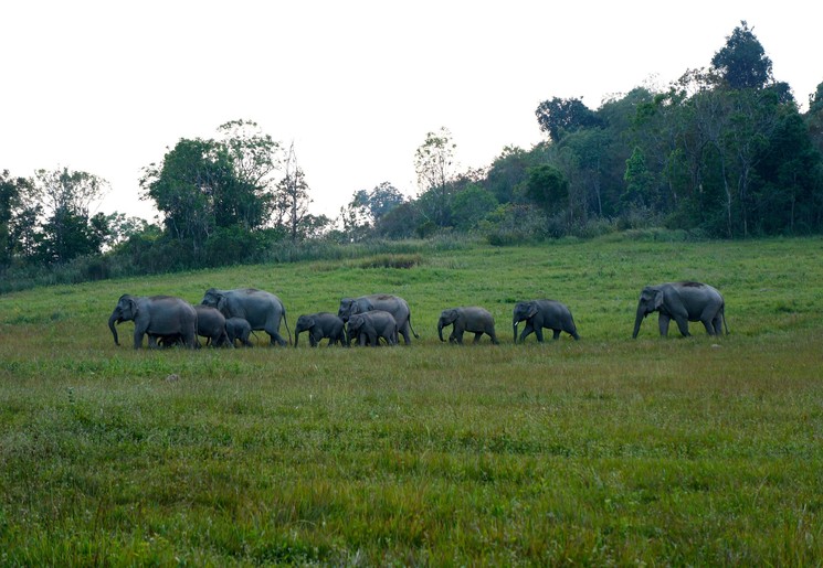 Kudde olifanten in Khao Yai National Park, Thailand Kudde olifanten in Khao Yai National Park, Thailand