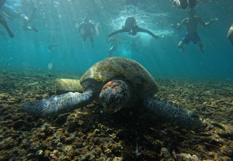 De onderwaterwereld met schildpadden bij Koh Tao, Thailand