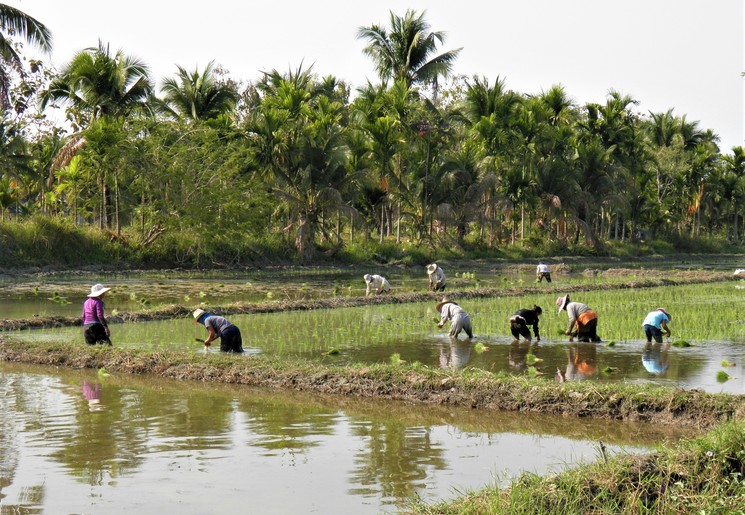Thailand-Chiang-Mai-Rijstveld