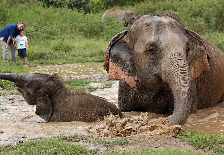 Thailand-Chiang-Saen-Olifanten