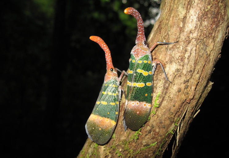Bijzondere nachtdieren in Khao Sok National Park