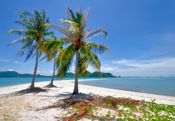 Thailand-Koh-Yao-Yai-Palmbomen
