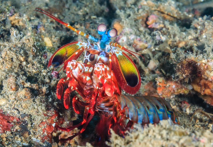 Duiken bij Koh Phi Phi, Thailand