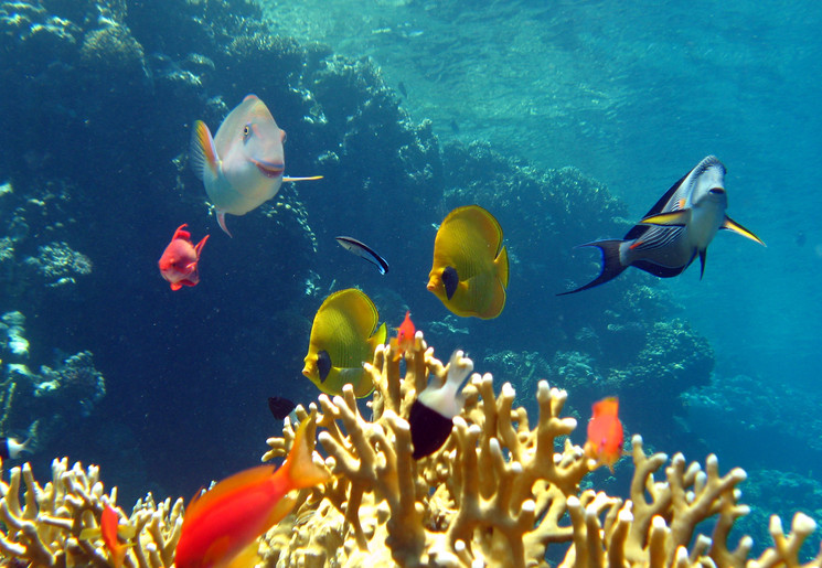 Onderwaterwereld van Koh Tao in Thailand