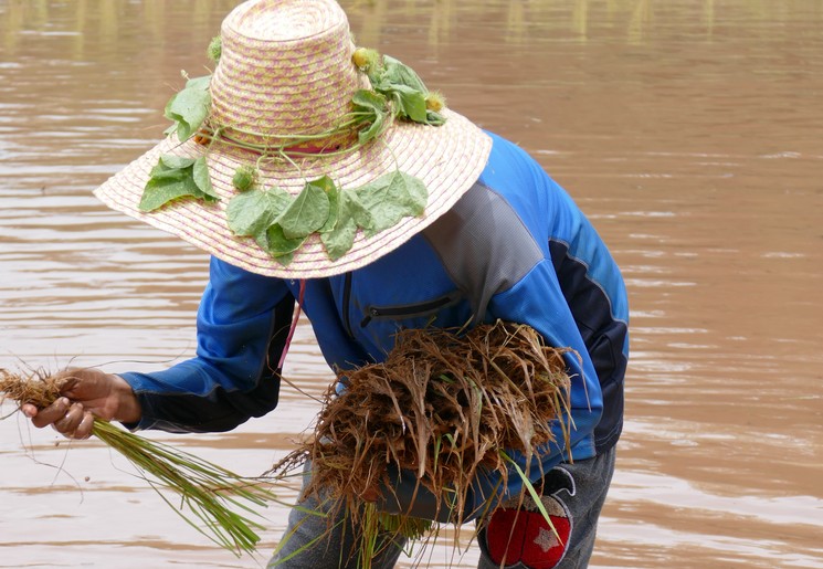 Thailand-Loei-Werken-Rijstveld